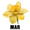 March - Daffodil