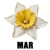 March - Jonquil