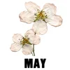 May - Hawthorn