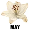 May - Lily