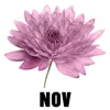November - Chrysanthemum