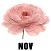 November - Peony