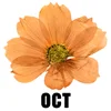 October - Marigold