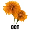 October - Cosmos