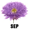September - Aster