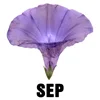 September - Morning Glory